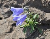 Campanula lasiocarpa. Цветущие растения. Камчатский край, вулкан Горелый. 26.07.2013.