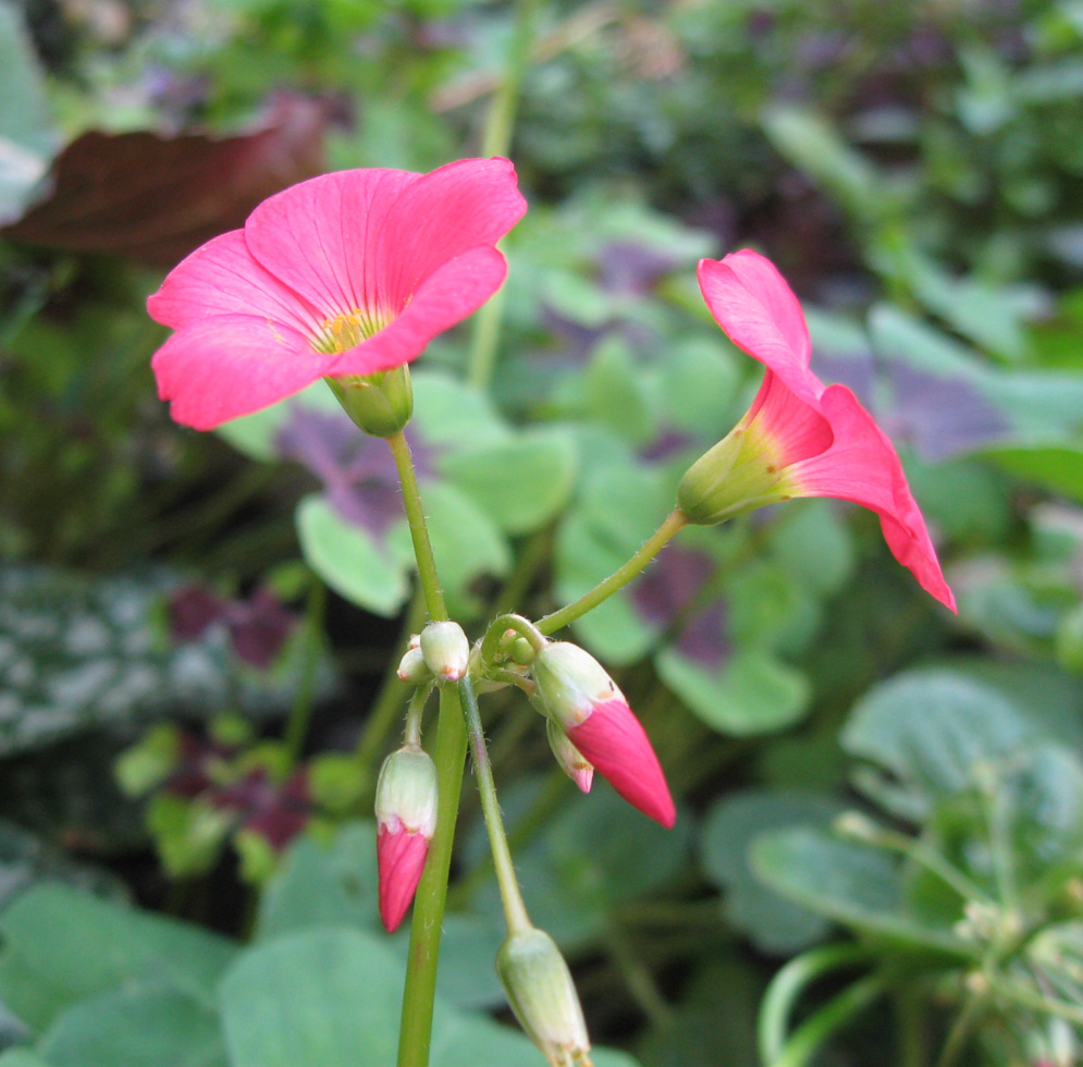 Image of Oxalis tetraphylla specimen.