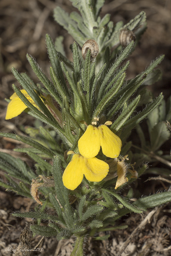 Image of Ajuga chia specimen.