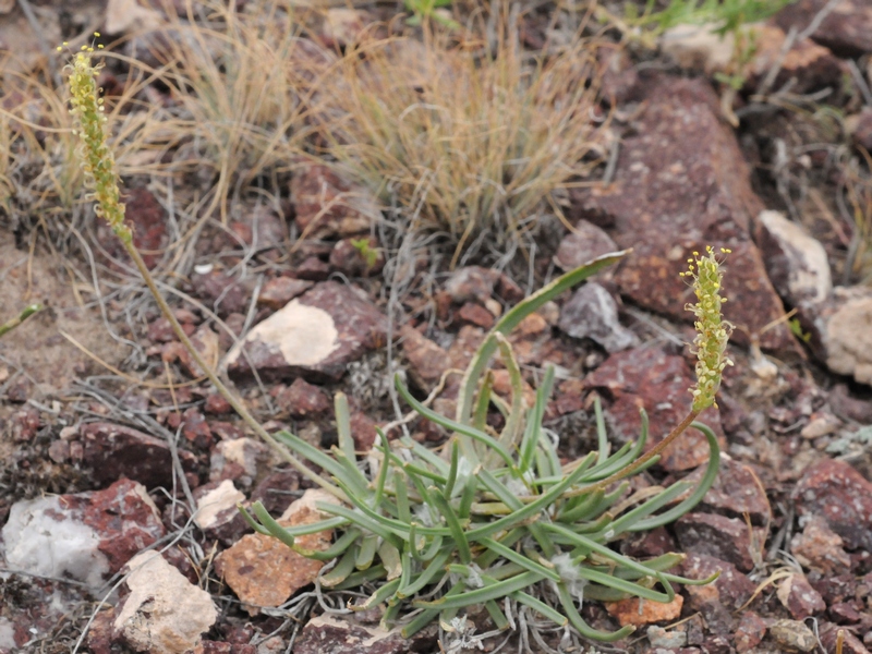 Изображение особи Plantago salsa.