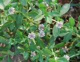 Lippia nodiflora. Побеги с соцветиями. Греция, Афины. 11.06.2009.