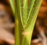 Eragrostis bipinnata