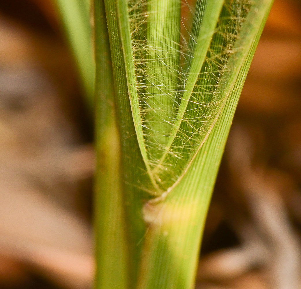 Изображение особи Eragrostis bipinnata.
