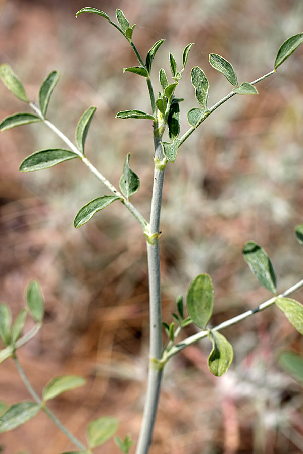 Image of familia Fabaceae specimen.