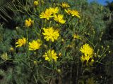 Sonchus leptocephalus