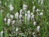 Anemone sylvestris