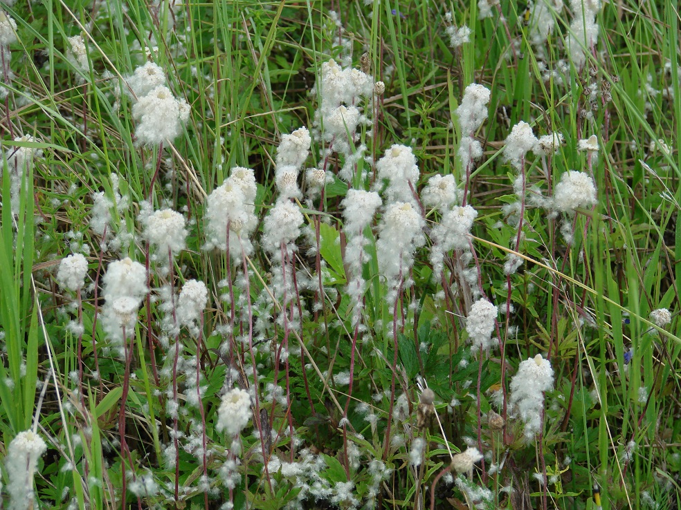 Image of Anemone sylvestris specimen.