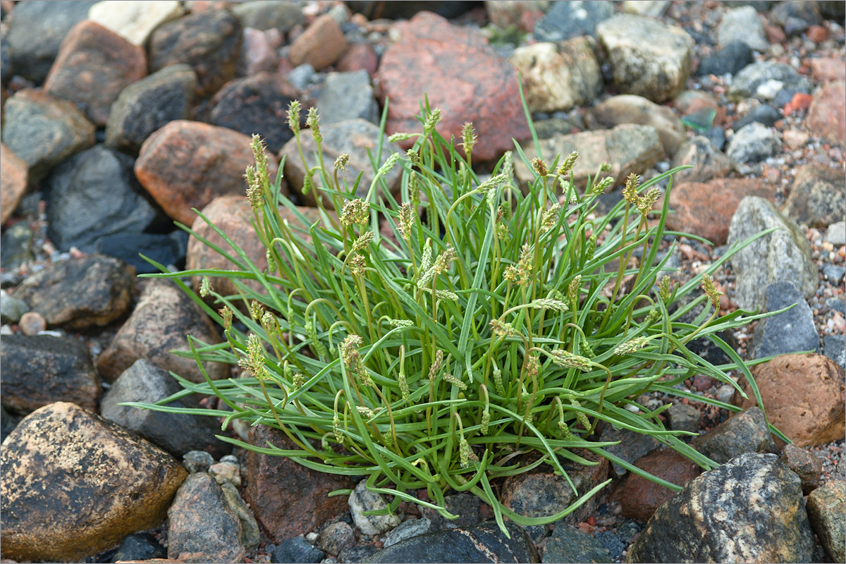 Изображение особи Plantago maritima.