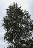 Betula utilis разновидность jacquemontii. Крона взрослого дерева. Германия, г. Дюссельдорф, Ботанический сад университета. 14.08.2013.