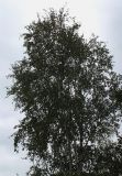 Betula variety jacquemontii