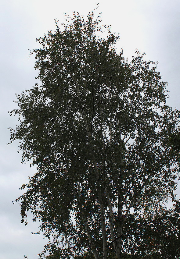 Изображение особи Betula utilis var. jacquemontii.