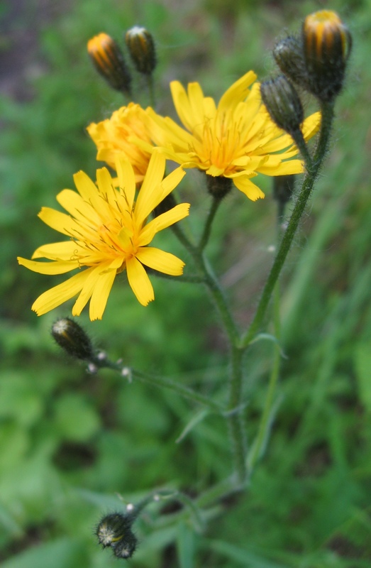 Изображение особи Crepis lyrata.