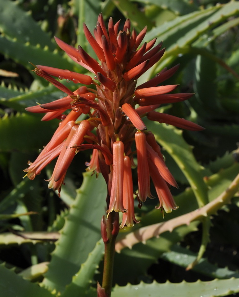 Изображение особи Aloe arborescens.