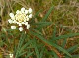 Ledum palustre