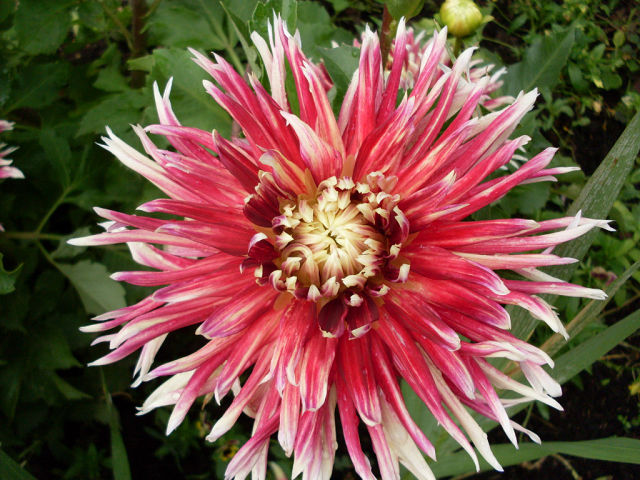 Image of Dahlia &times; cultorum specimen.