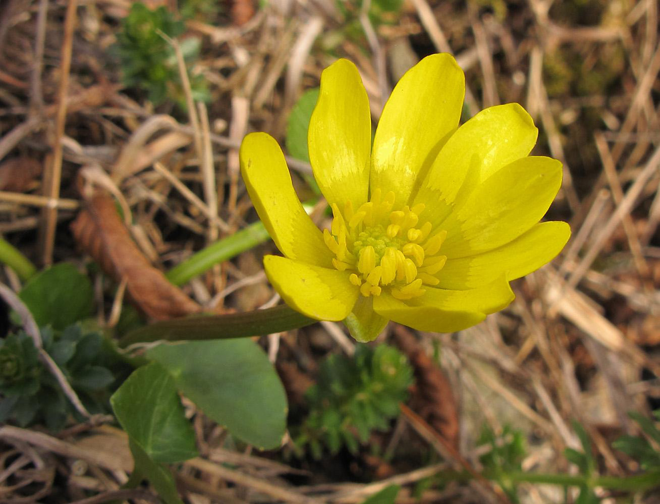 Image of Ficaria calthifolia specimen.
