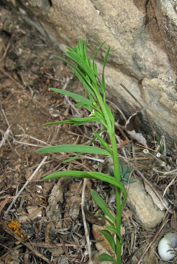 Image of genus Thesium specimen.