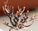 Anastatica hierochuntica