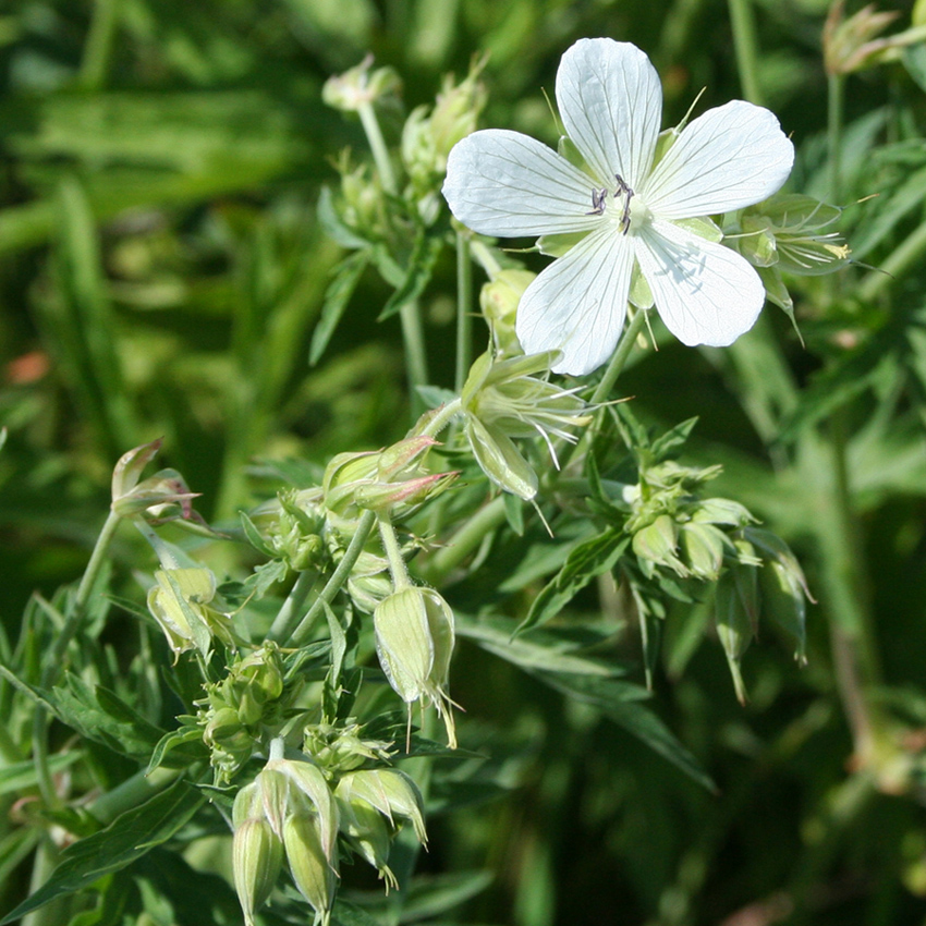 Изображение особи Geranium affine.