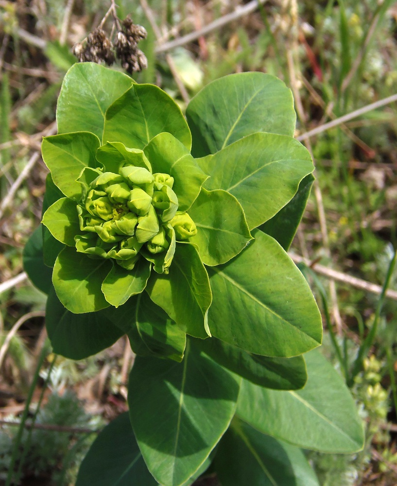 Изображение особи Euphorbia agraria.