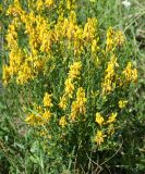 Genista tinctoria