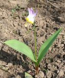 Erythronium sibiricum