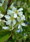 Amelanchier spicata