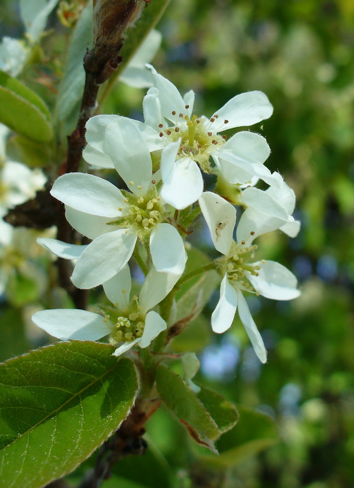 Image of Amelanchier spicata specimen.