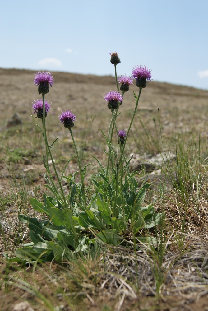 Image of Klasea marginata specimen.