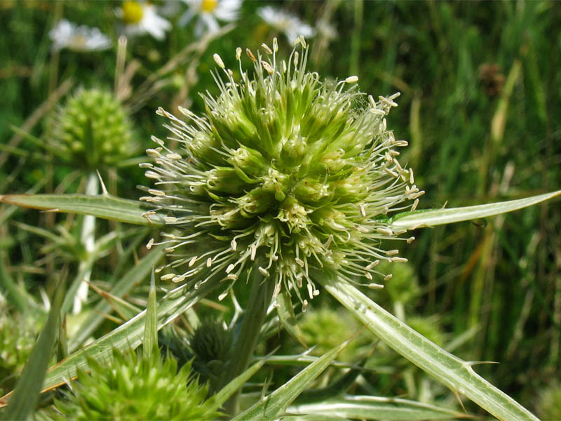 Image of Eryngium campestre specimen.