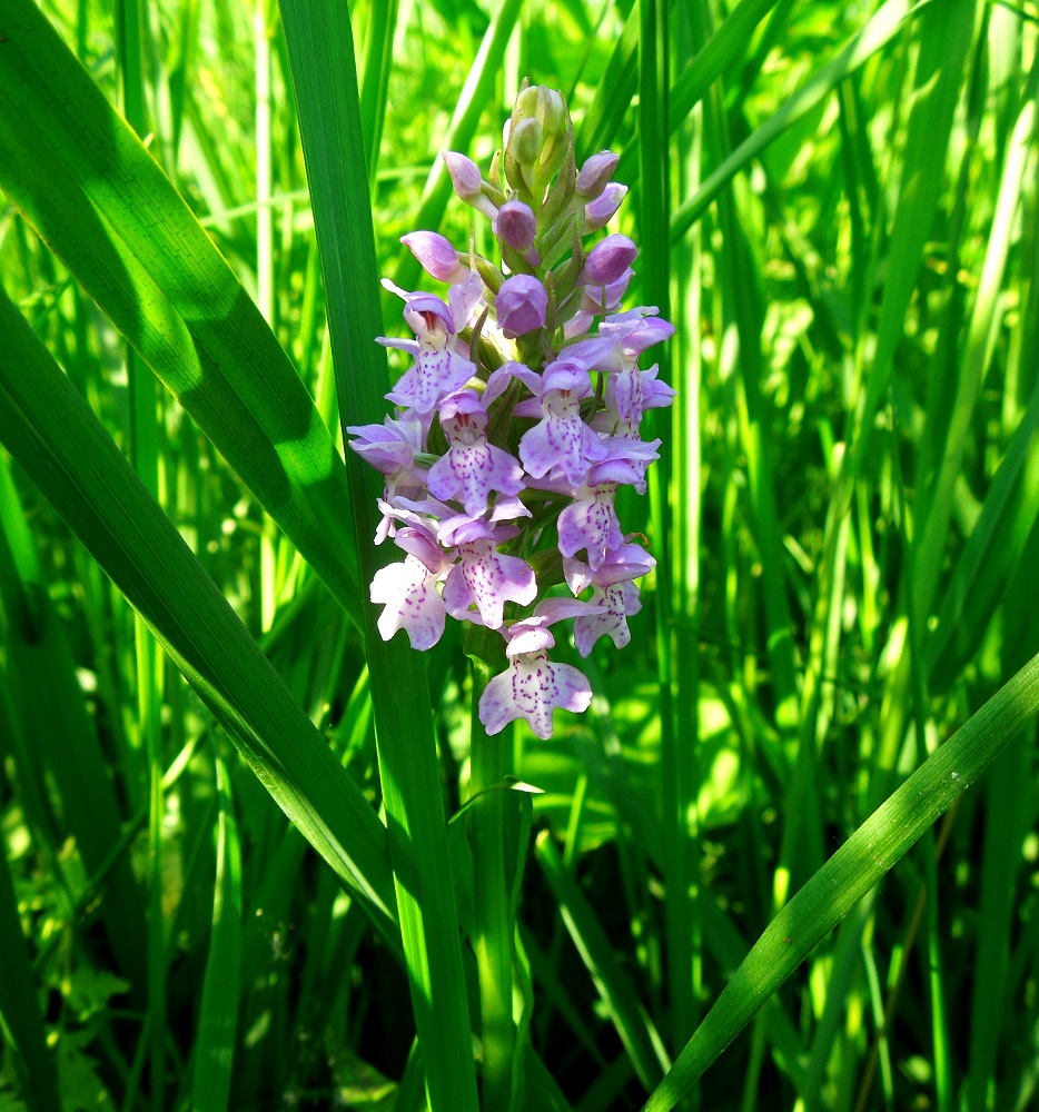 Image of Dactylorhiza baltica specimen.