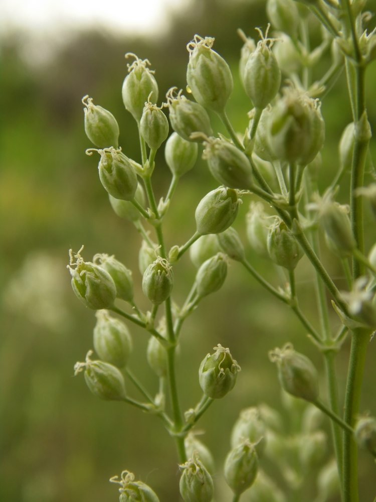 Image of Silene wolgensis specimen.