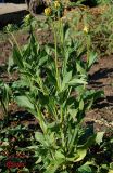 Rudbeckia hirta