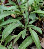 Veronica spicata. Нижняя часть побега. Германия, г. Дюссельдорф, Ботанический сад университета. 02.06.2014.