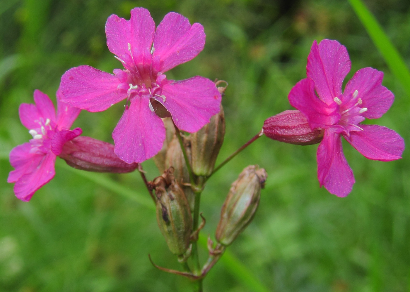 Изображение особи Viscaria vulgaris.