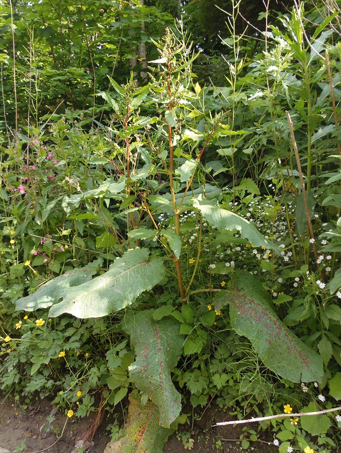 Image of Rumex obtusifolius specimen.