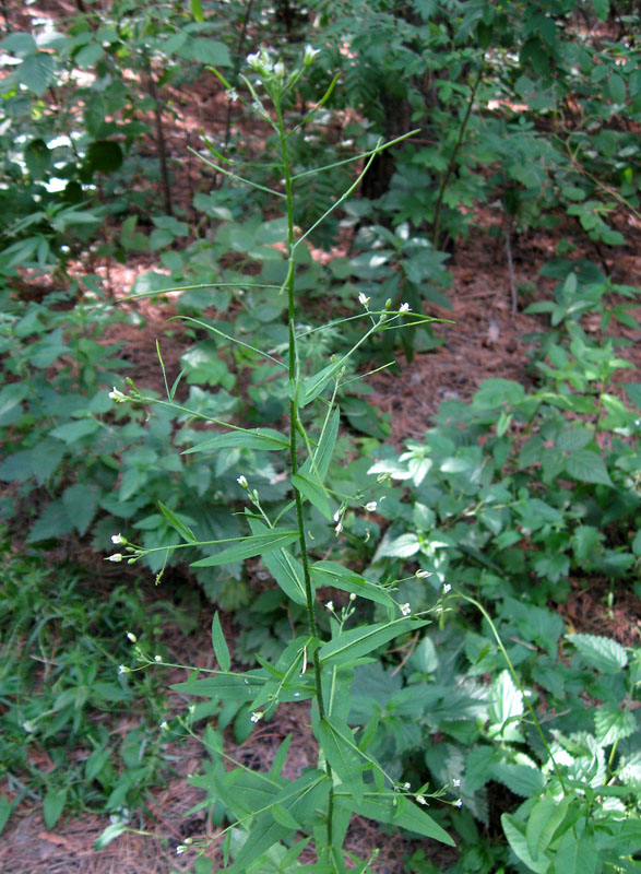 Image of Arabis pendula specimen.