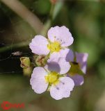 Alisma plantago-aquatica