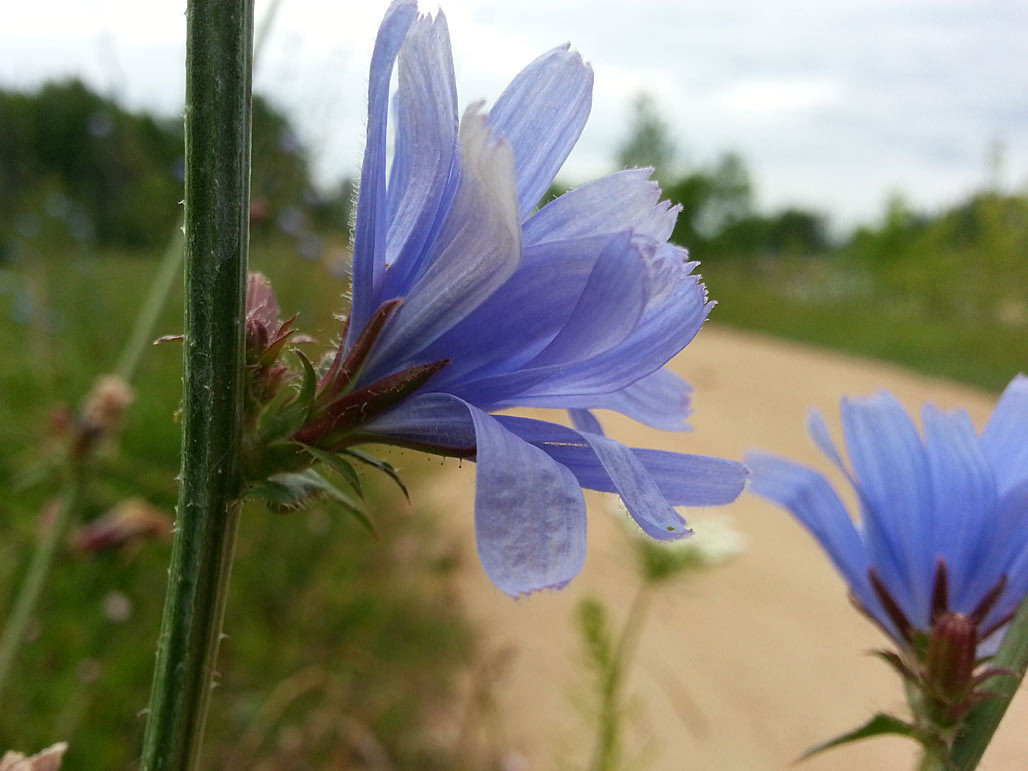 Image of Cichorium intybus specimen.