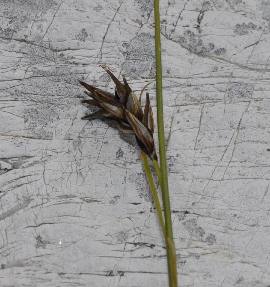 Image of Carex kitaibeliana specimen.