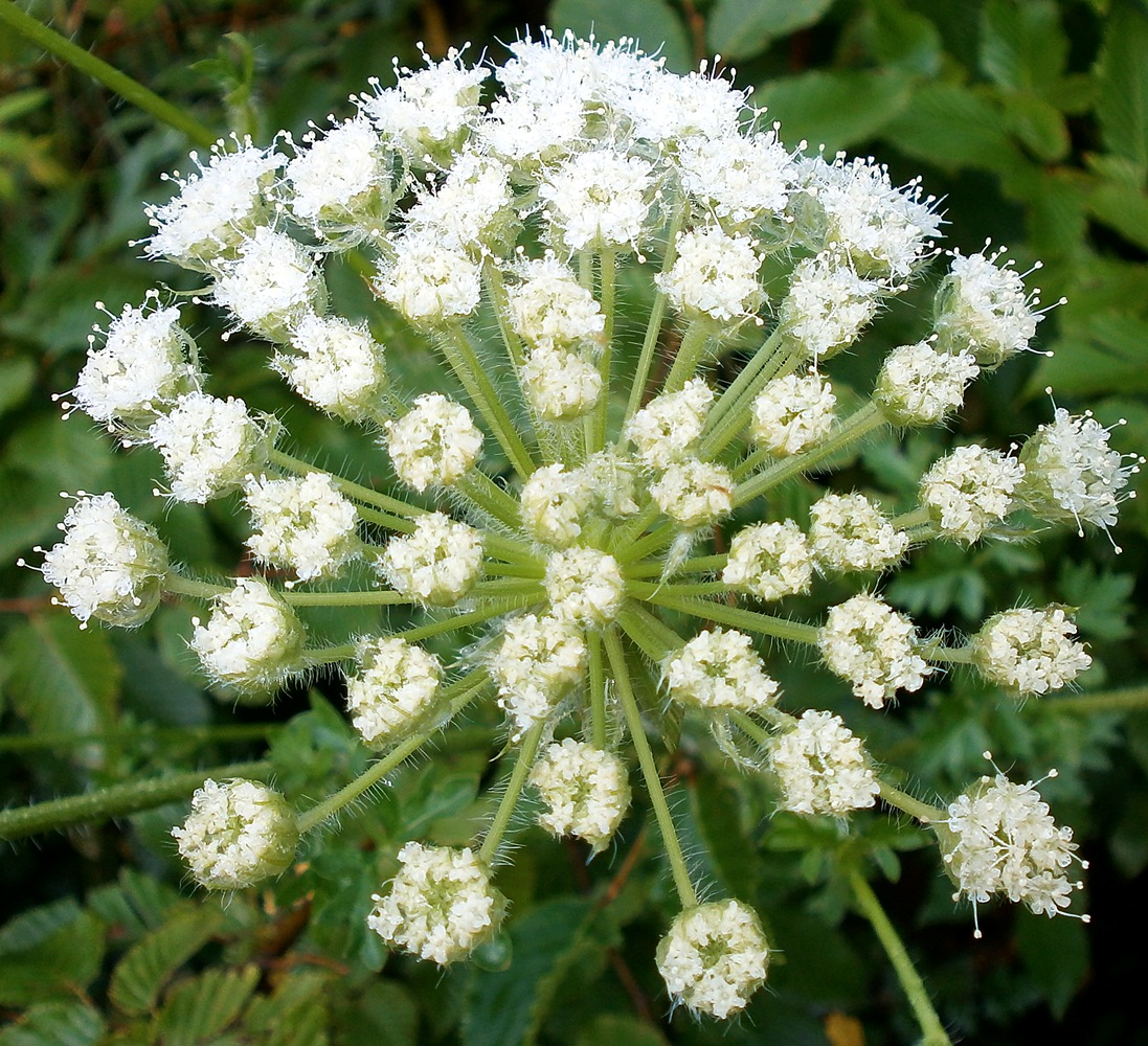 Image of Laserpitium hispidum specimen.