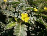 Tribulus terrestris