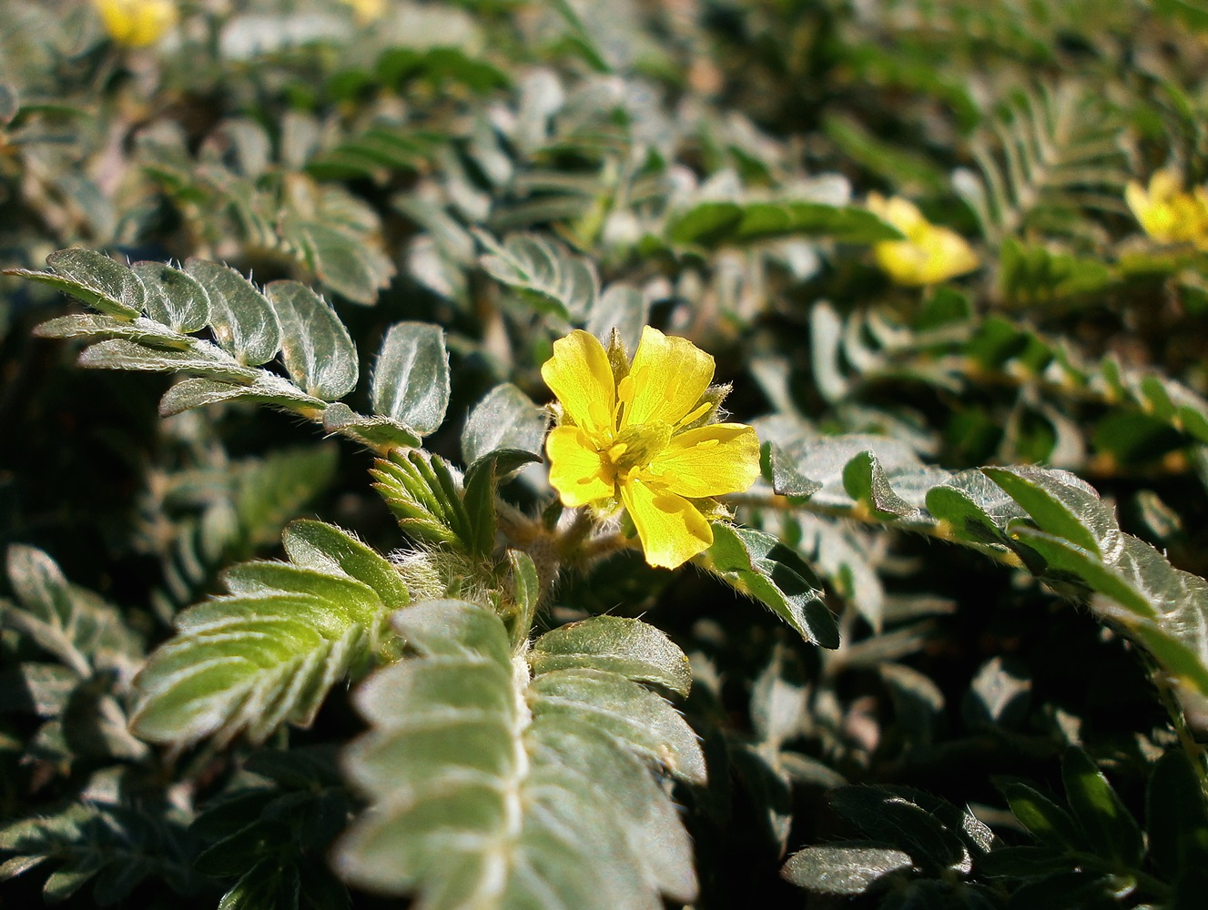 Изображение особи Tribulus terrestris.