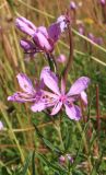 Chamaenerion colchicum