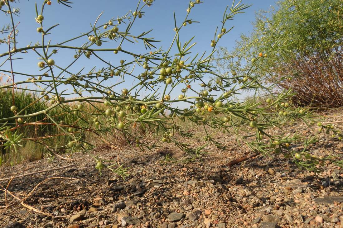 Изображение особи Asparagus angulofractus.