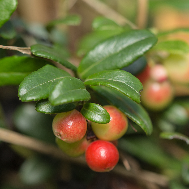 Изображение особи Vaccinium vitis-idaea.