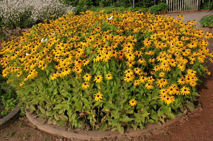 Изображение особи Rudbeckia hirta.