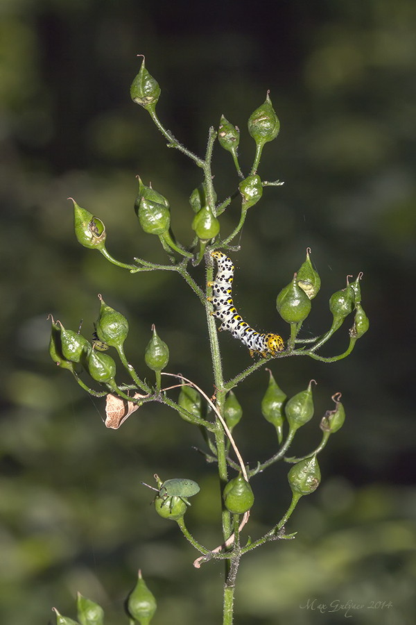 Изображение особи Scrophularia nodosa.