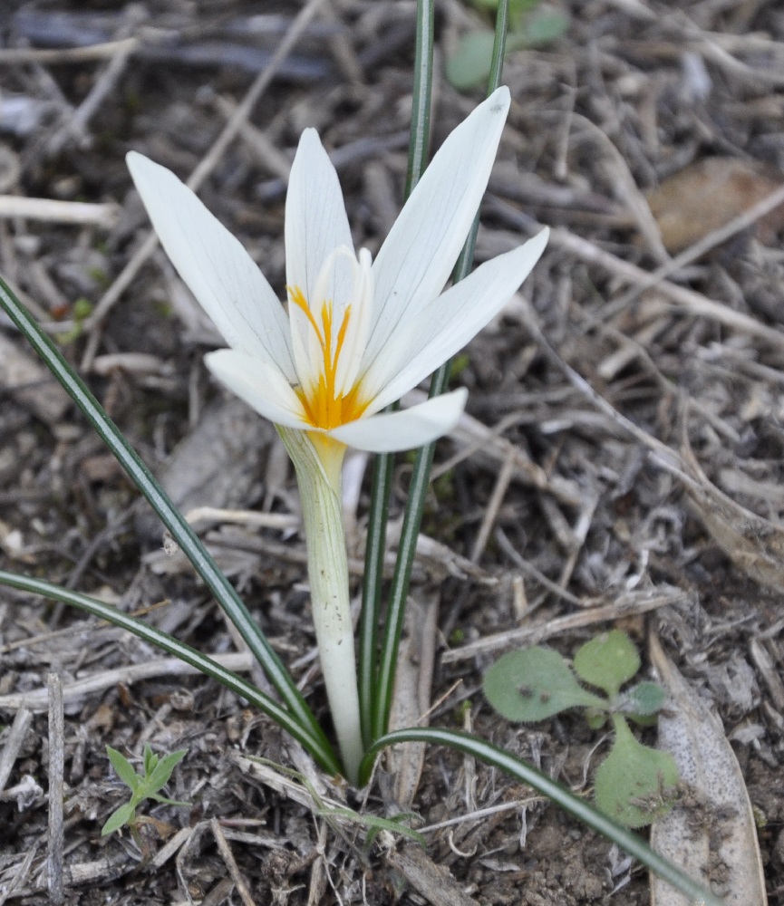 Image of Crocus boryi specimen.