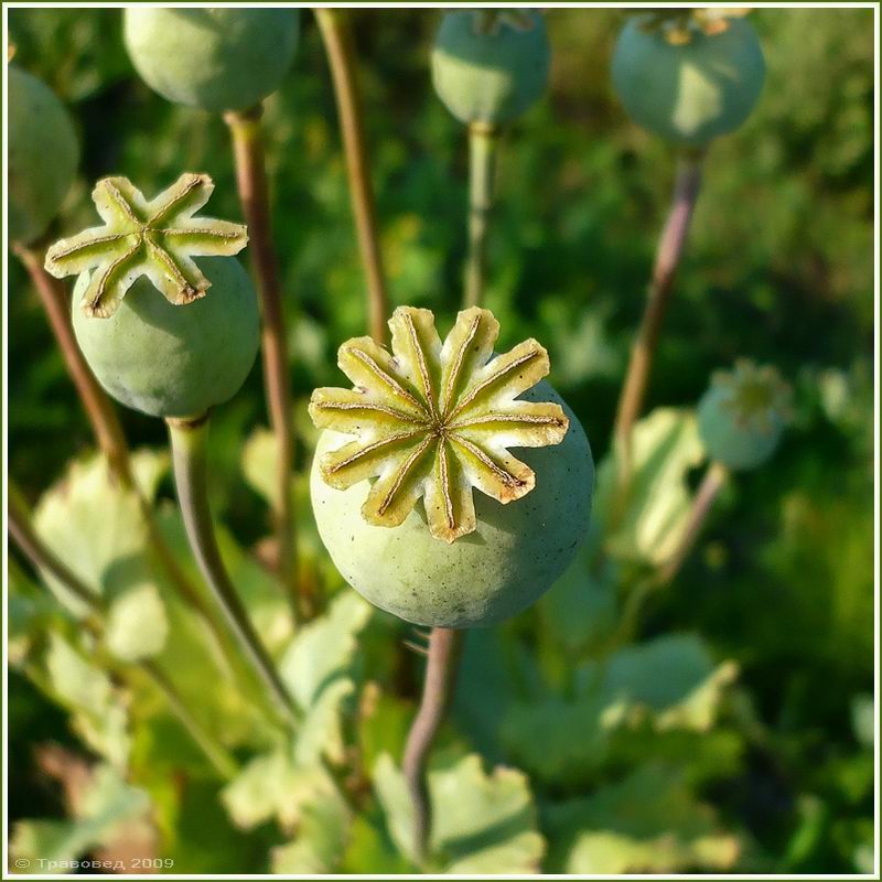 Image of Papaver somniferum specimen.